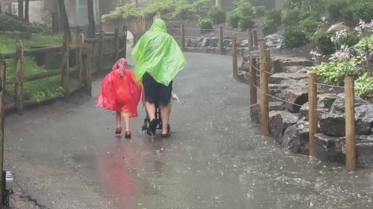 Video thumbnail for US: Downpour Forces Visitors to Take Cover at Seneca Park Zoo.
