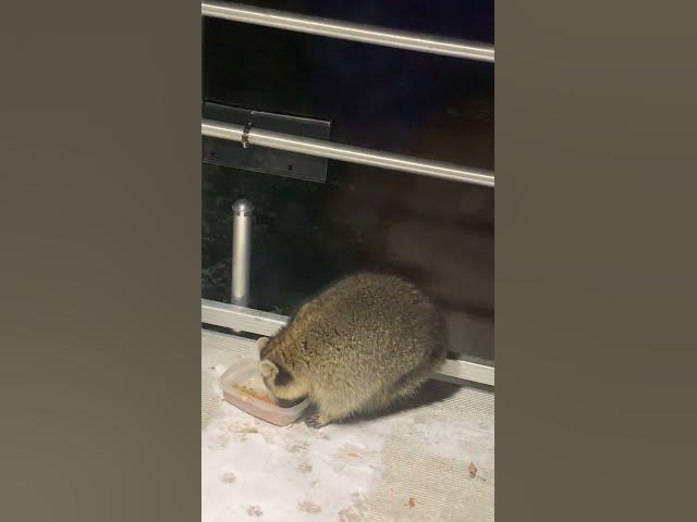 Video thumbnail for hungry neighborhood racoon#wildlife#raccoon