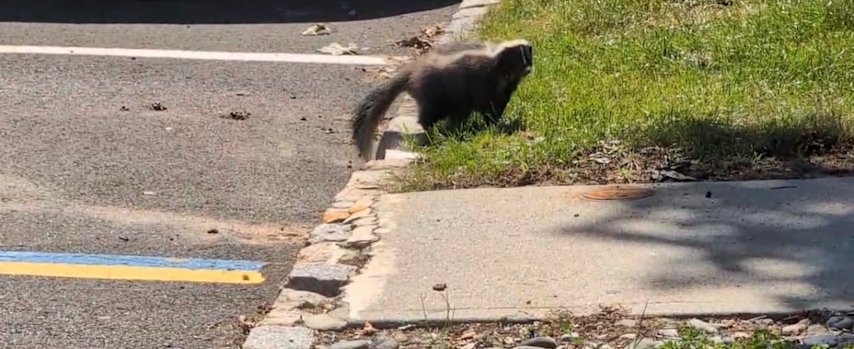 Video thumbnail for Health officials warn residents after fourth rabies-positive animal found in Middlesex County