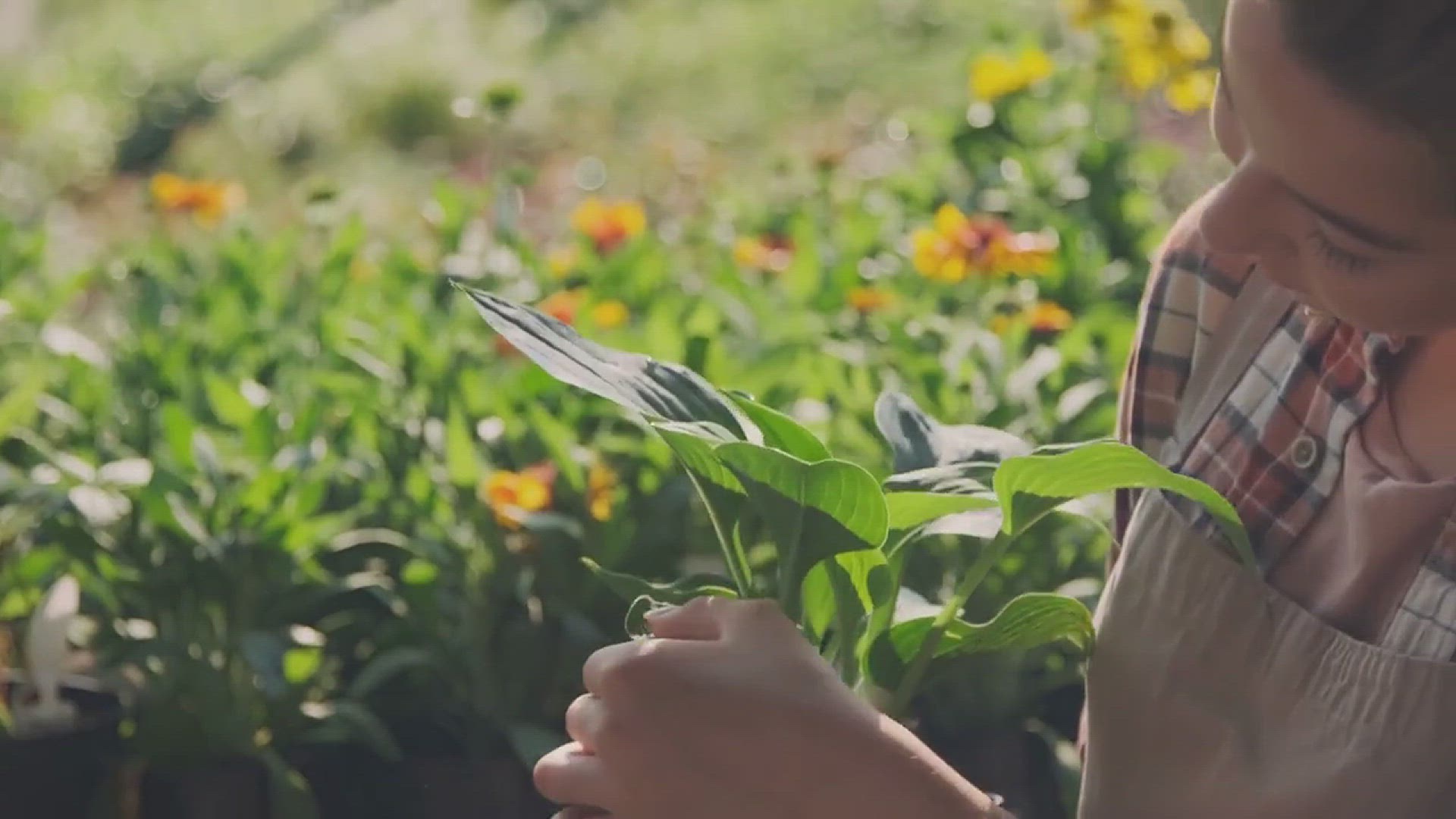 'Video thumbnail for How to Grow Watermelon in Your Garden'