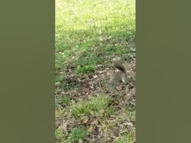 Video thumbnail for Solo Star Squirrel In The City