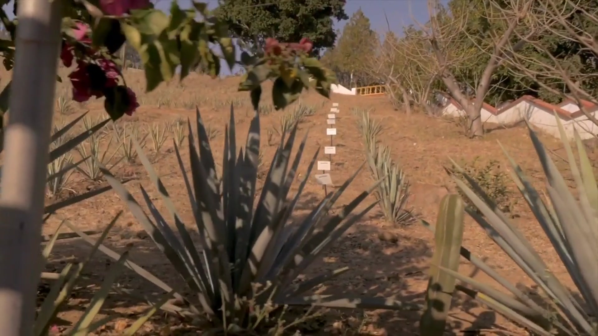 Video thumbnail for Drinking Expensive Tequila with Locals in Mexico