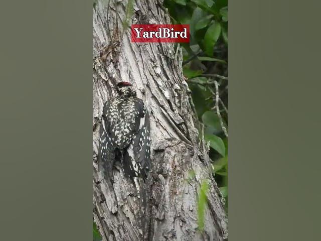 Video thumbnail for August 29, 2024