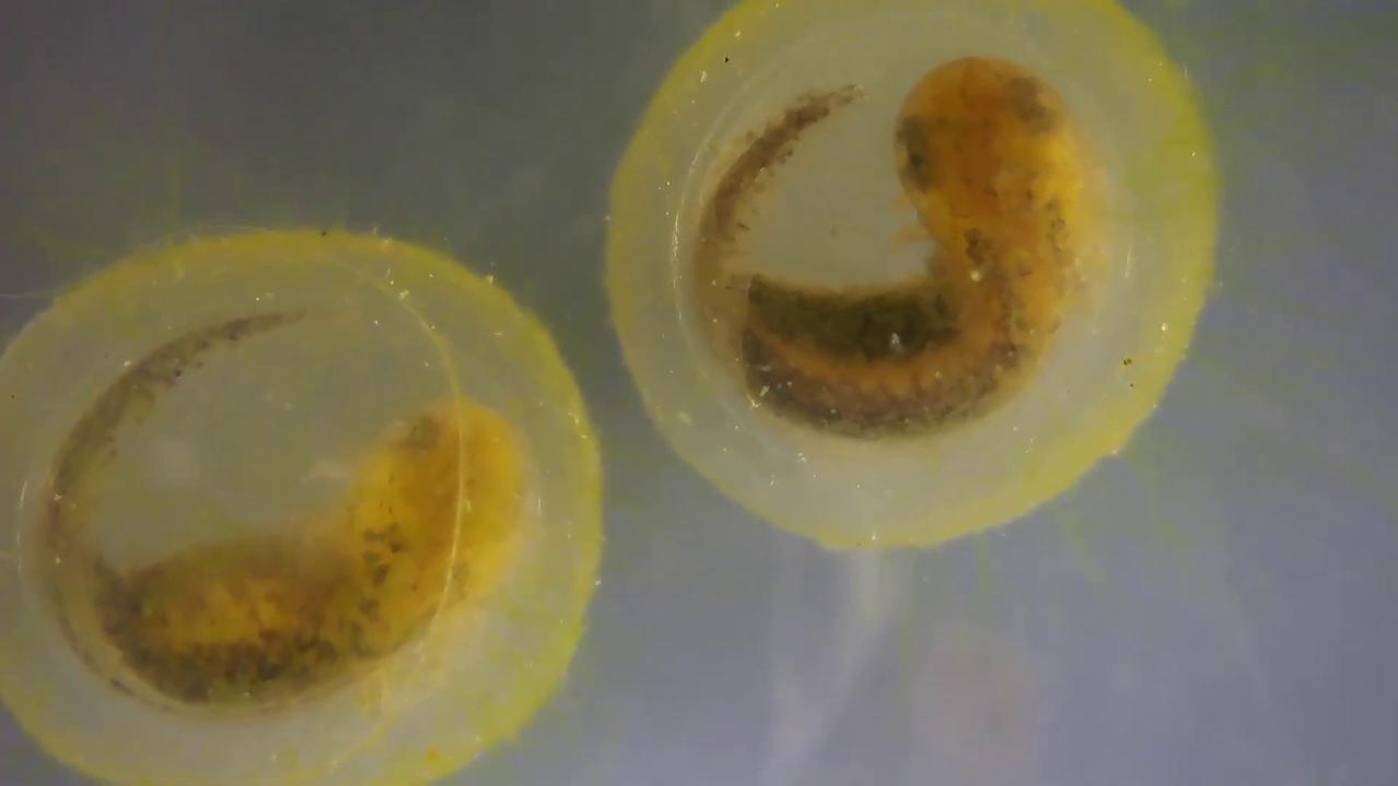 Video thumbnail for US: Rare Newts Hatch For First Time Under Human Care In Major Conservation Milestone.