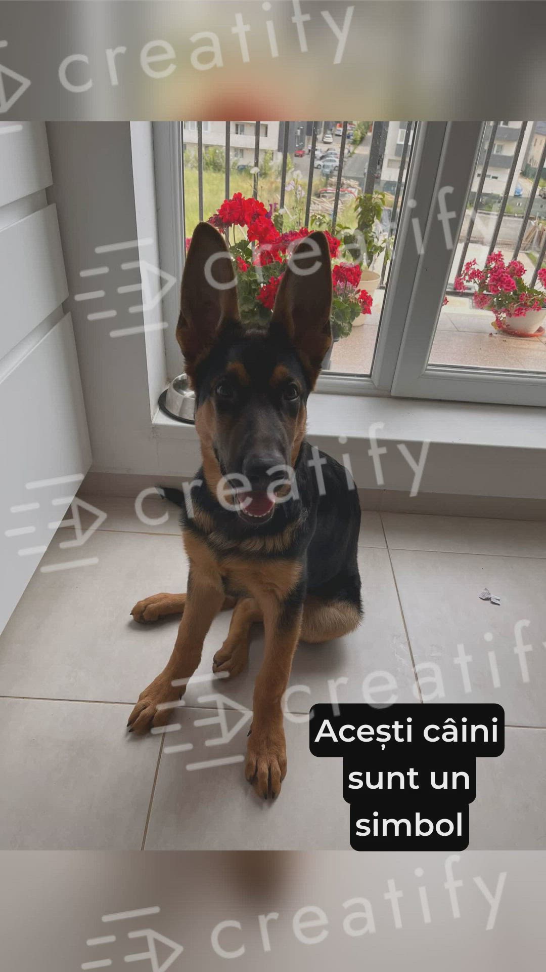 'Video thumbnail for Are German Shepherd Good Family Dogs'