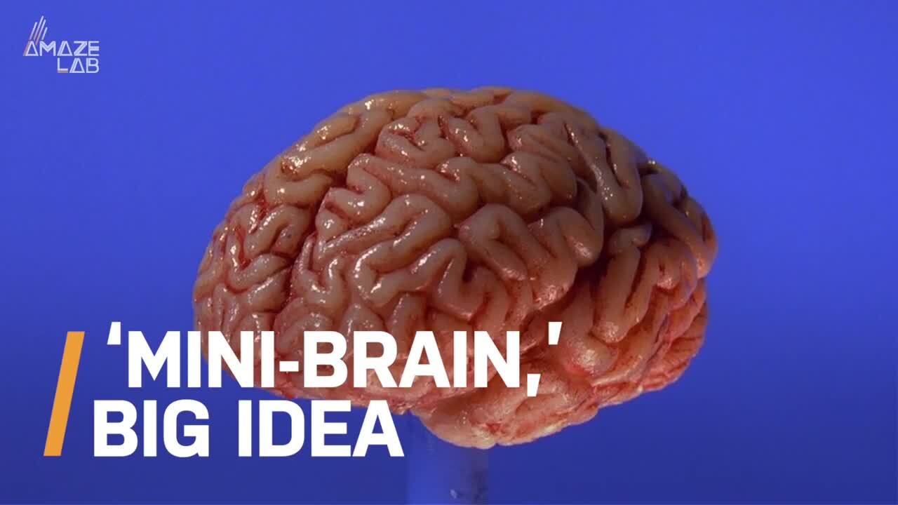 Video thumbnail for Mini-brain Implants in Mice: A Closer Look at Cutting-Edge Neuroscience