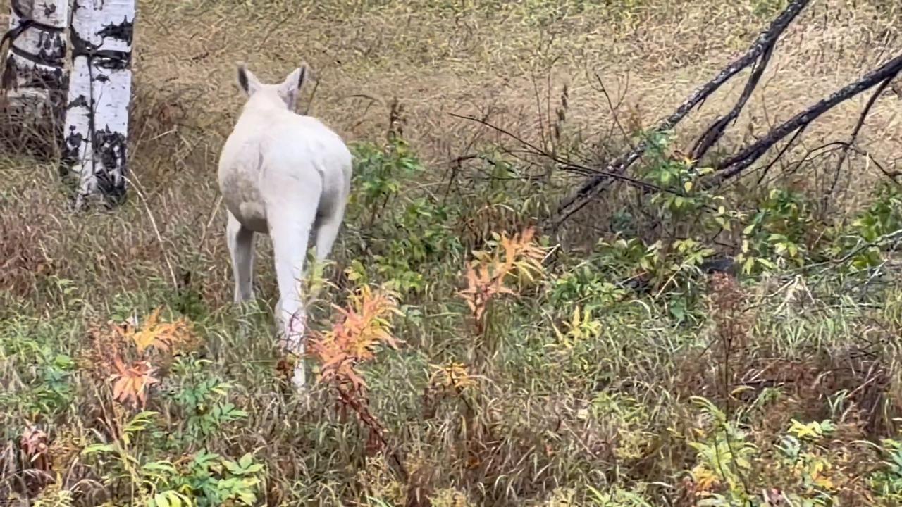 Video thumbnail for White Moose Calf Caught on Camera