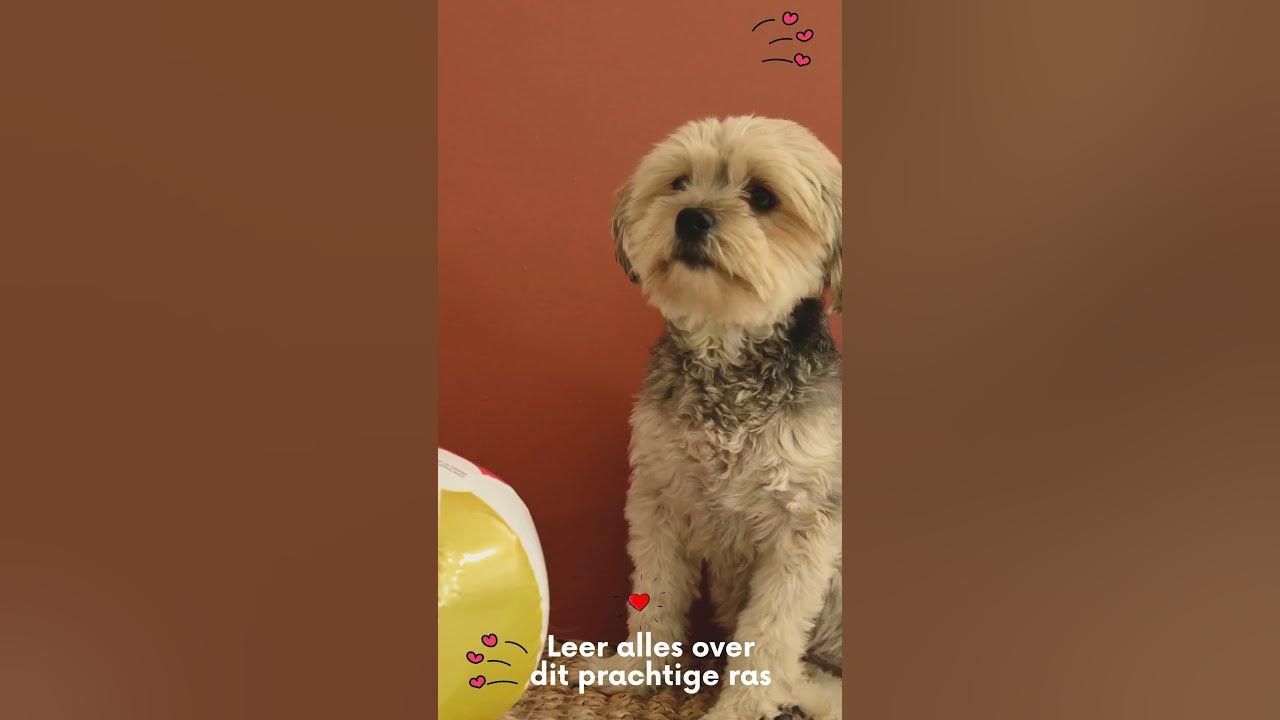 Video thumbnail for Leer alles over je favoriete huisdieren