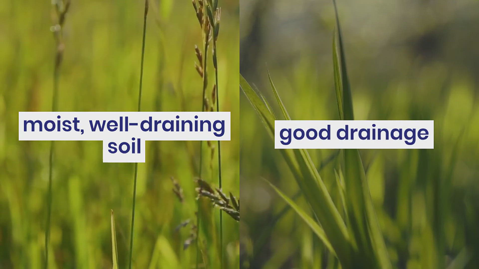 'Video thumbnail for How to Grow Ribbon Grass in Your Garden'