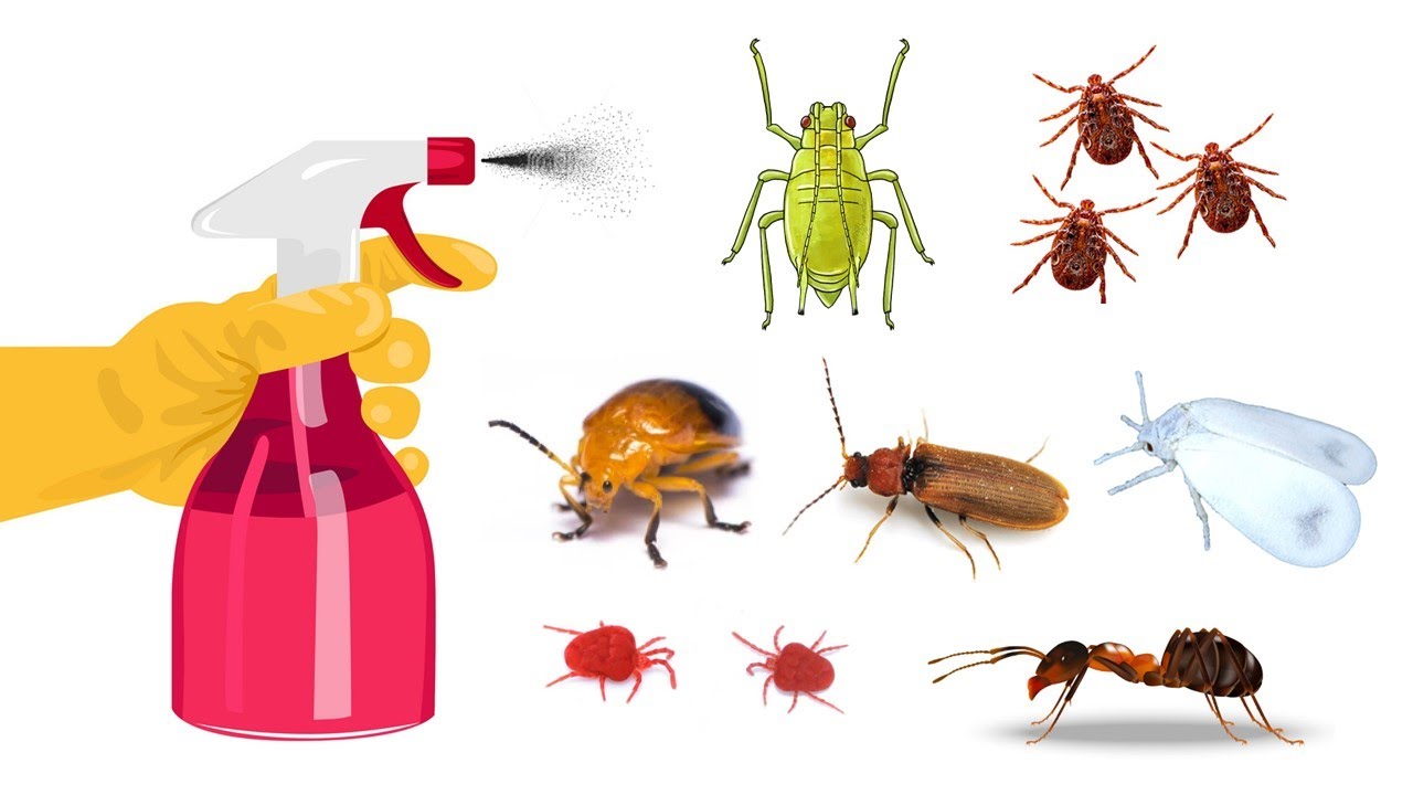 Video thumbnail for 7 DIY Homemade Spray/Pesticides for Your Plants and Household Bugs