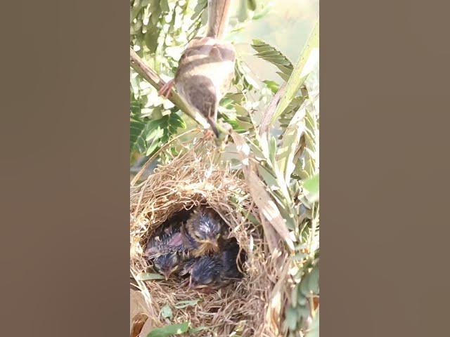 Video thumbnail for Babies Bird Cries Feed Eat (EP-94)  #birds #nature #birdfeeding #birdwatching
