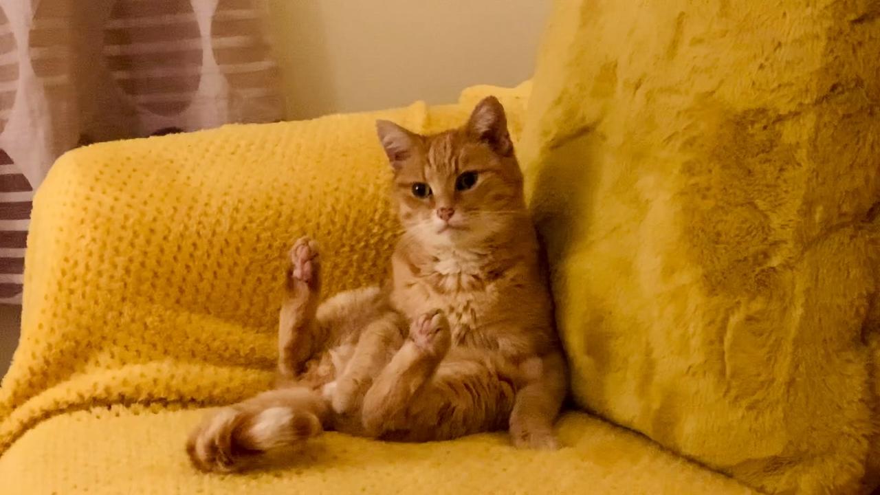 Video thumbnail for Orange Cat Sits Like Human On Fuzzy Couch