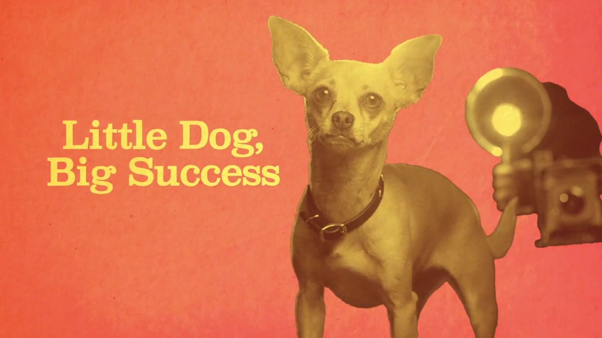 'Video thumbnail for What Happened To The Taco Bell Chihuahua?'