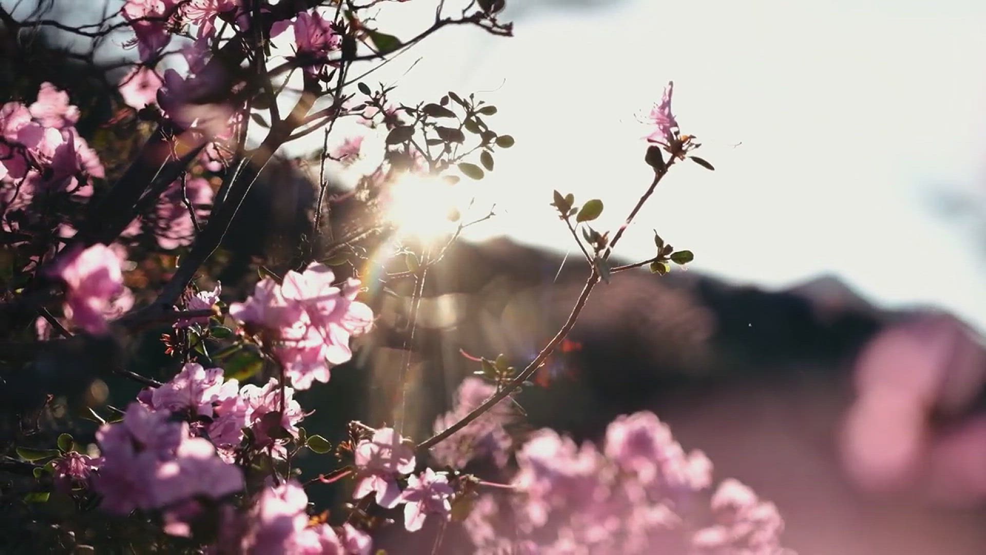 'Video thumbnail for How to Grow Rosemary in the Garden'
