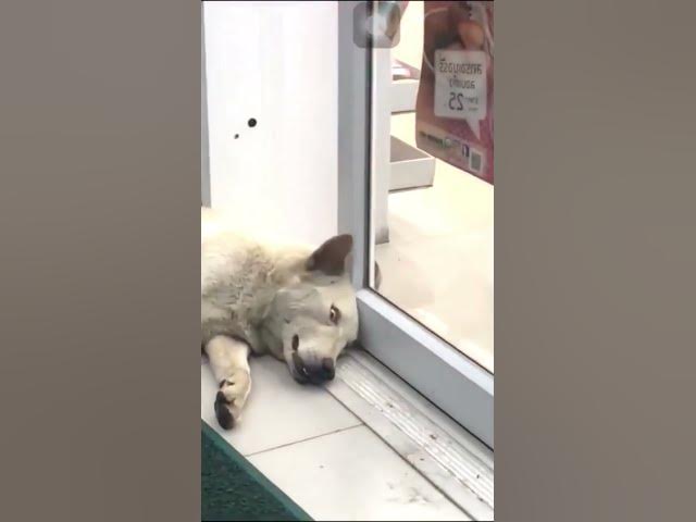 Video thumbnail for Funny animal moments 😂😂