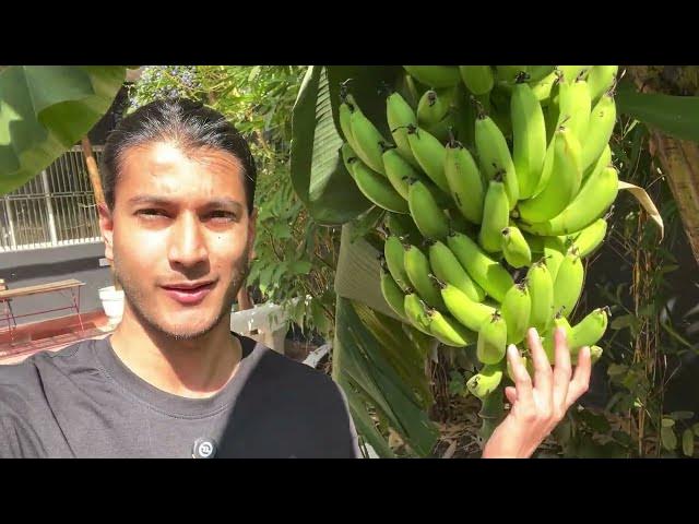 Video thumbnail for How To Grow Banana In Home Garden || Complete Guide