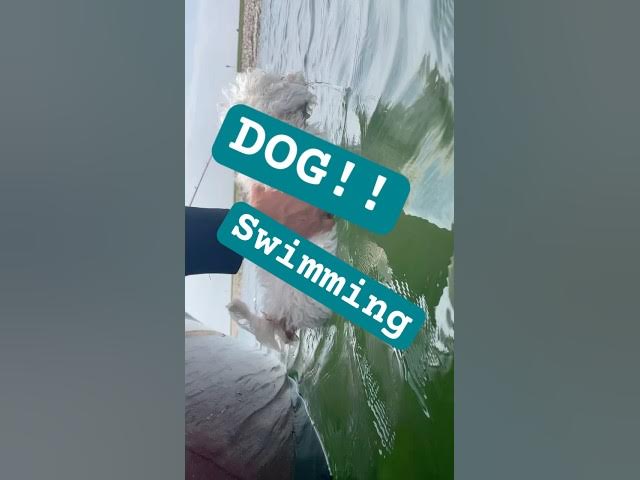 Video thumbnail for I took a swim today 🐶 #shorts