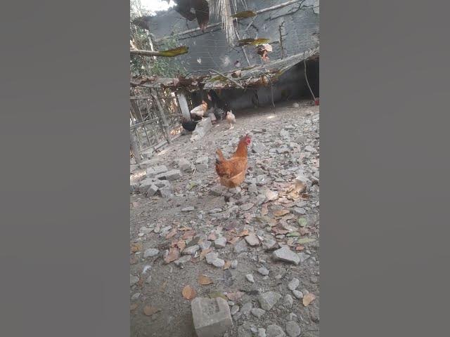 Video thumbnail for Free Range Chicken Farming