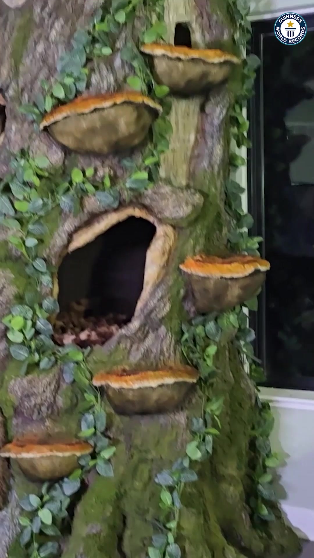 'Video thumbnail for Tallest residential cat-scratching tree - 4.9m (16 ft 1 in) by Will Powers'