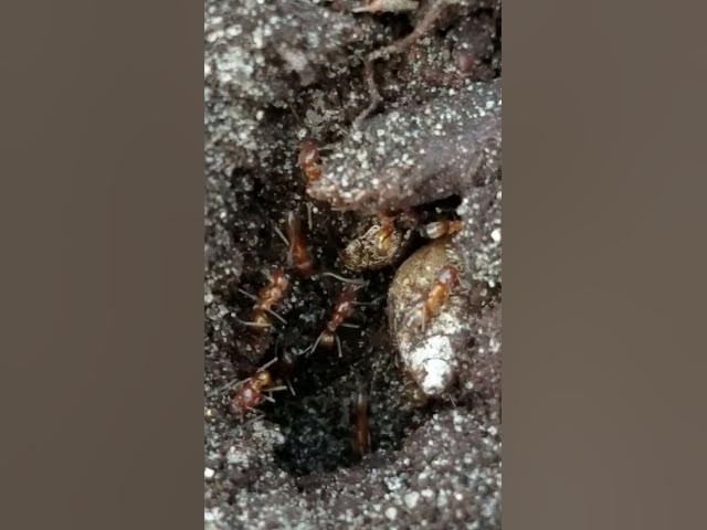 Video thumbnail for Ants Working Together