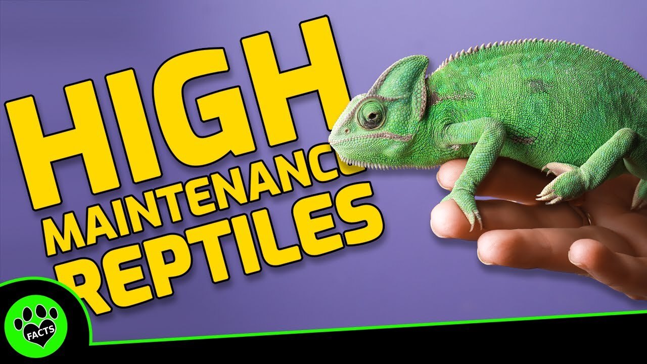 Video thumbnail for Top 5 High-Maintenance Reptiles: Are You Ready for the Challenge?