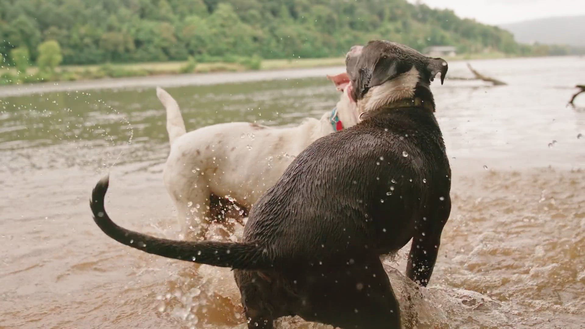 Video thumbnail for pexels-kelly-lacy-5469105 (1080p)