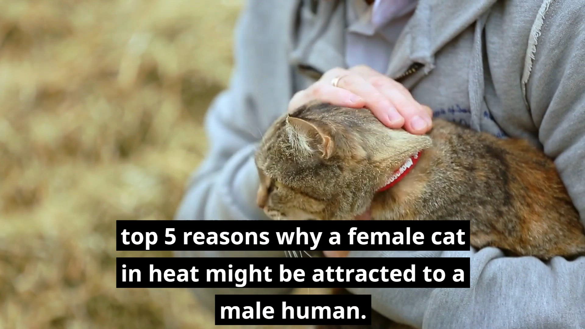 Video thumbnail for 5 Reasons For Why Is a Female Cat in Heat Attracted to a Male Human
