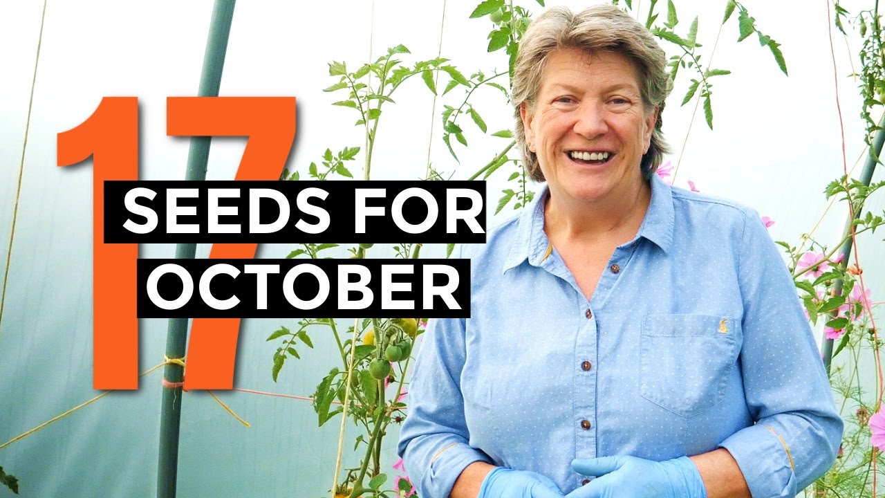 Video thumbnail for What to sow in October | Veggie seeds for October | Self-sufficient vegetable garden