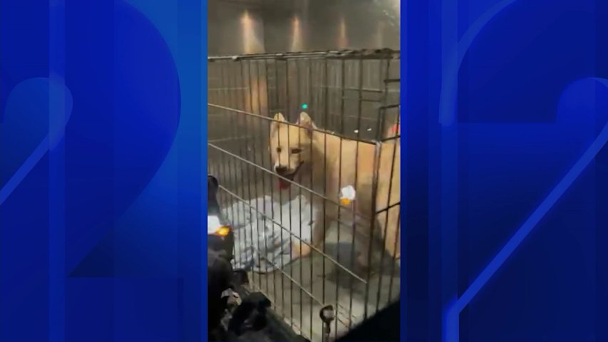 Video thumbnail for Woman in charge of dogs found in Manorhaven building disputes animal neglect allegations