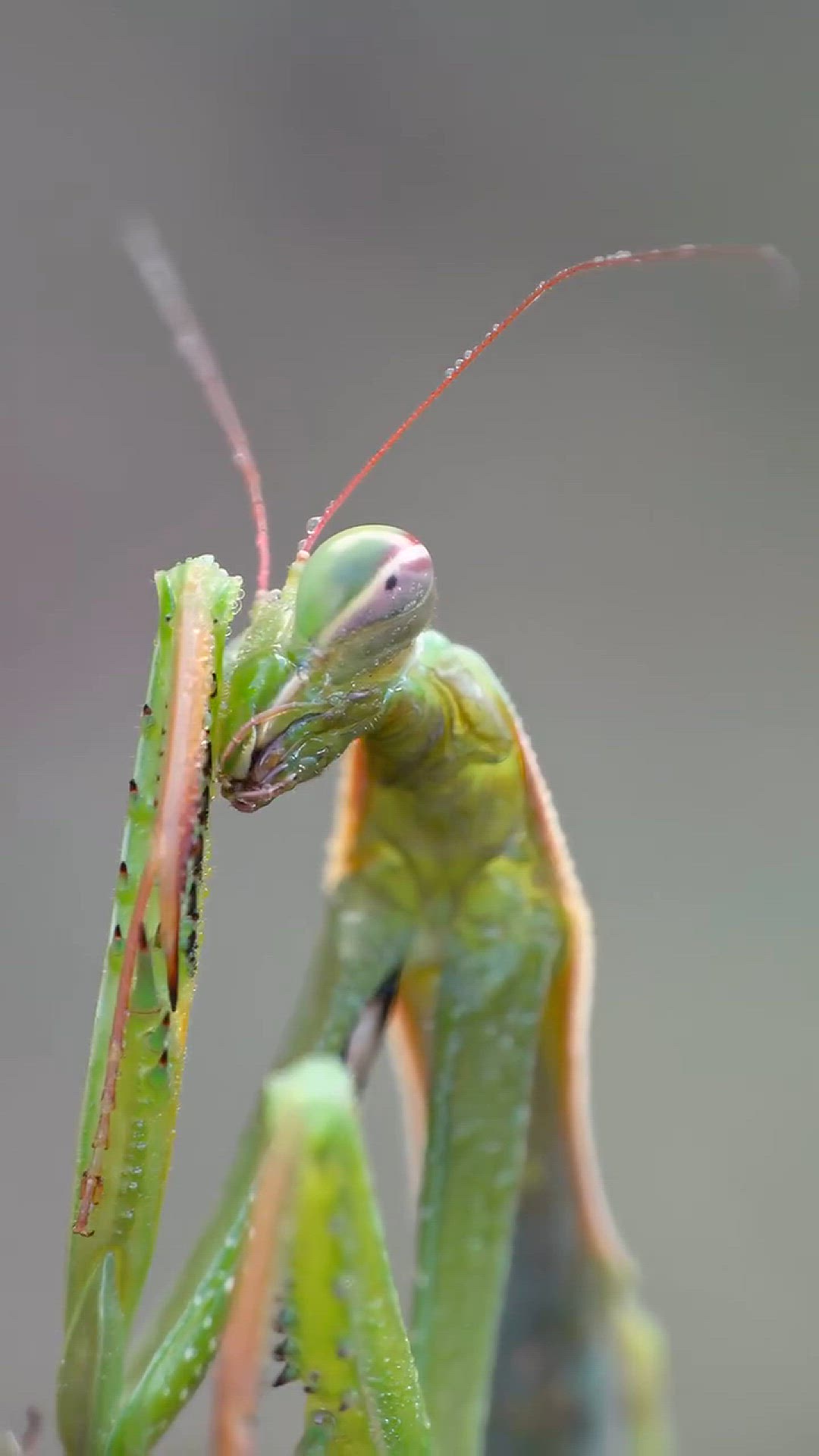 Video thumbnail for Even the most powerful predators need a moment of calm. The way this mantis wiped away the morning dew mad...iercest creatures take time to care for themselves, finding peace in the quiet moments before the day begins.   Natural