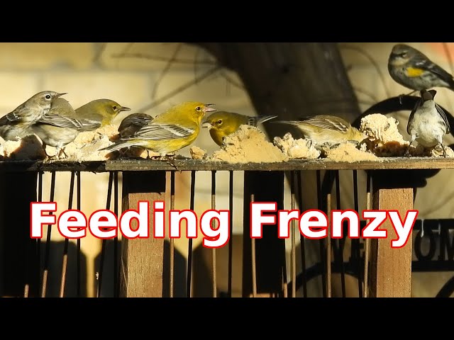 Video thumbnail for Feeding Frenzy - Wild birds attack bark butter