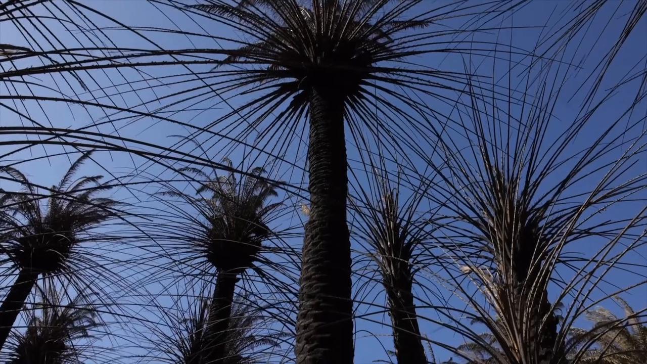 Video thumbnail for Greece: Wildfire damages famous Preveli Palm Forest on Greek island of Crete.