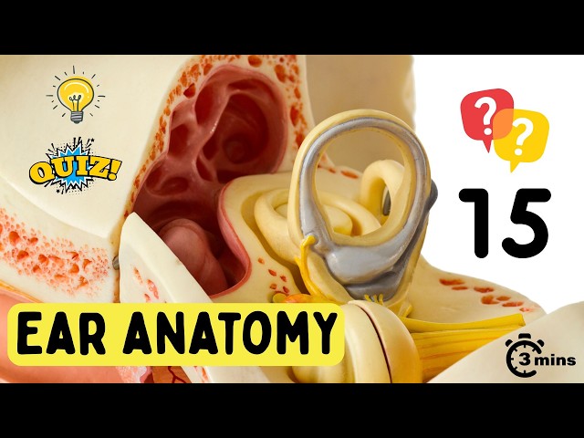 Video thumbnail for Ear Anatomy Trivia Quiz|| Multiple Choice Quiz on Human Ear Structure and Function