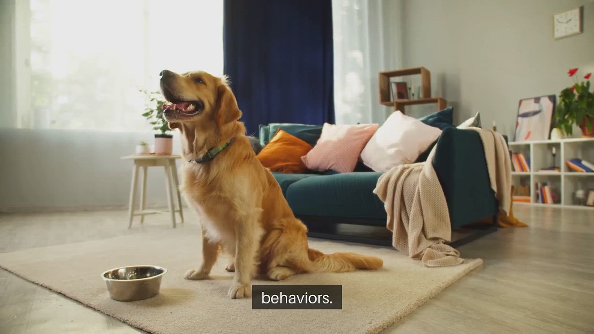 Video thumbnail for Addressing Dominance Issues in Dogs