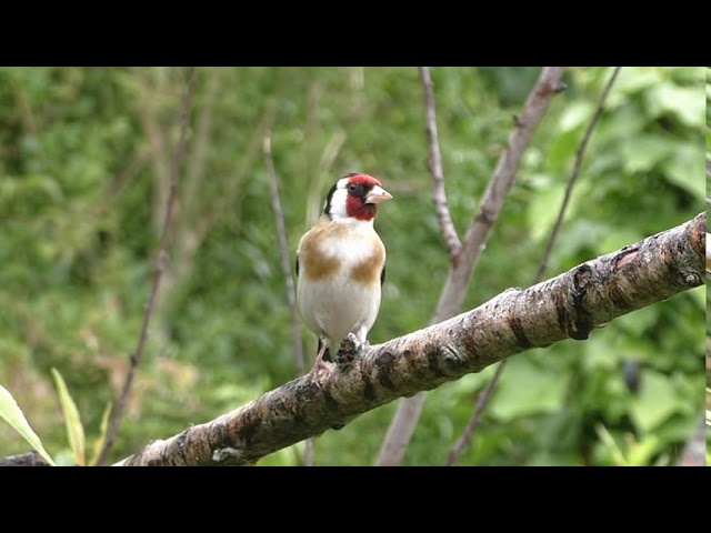 Video thumbnail for কথা - জয় গোস্বামী, আবৃত্তি - সোমা, আবহ - শুভ্রনীল