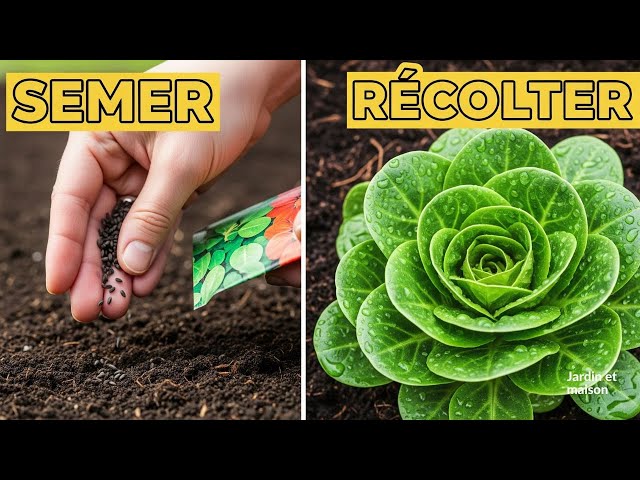 Video thumbnail for MÂCHE : Quand et Comment la Semer ? TUTO Jardin Facile