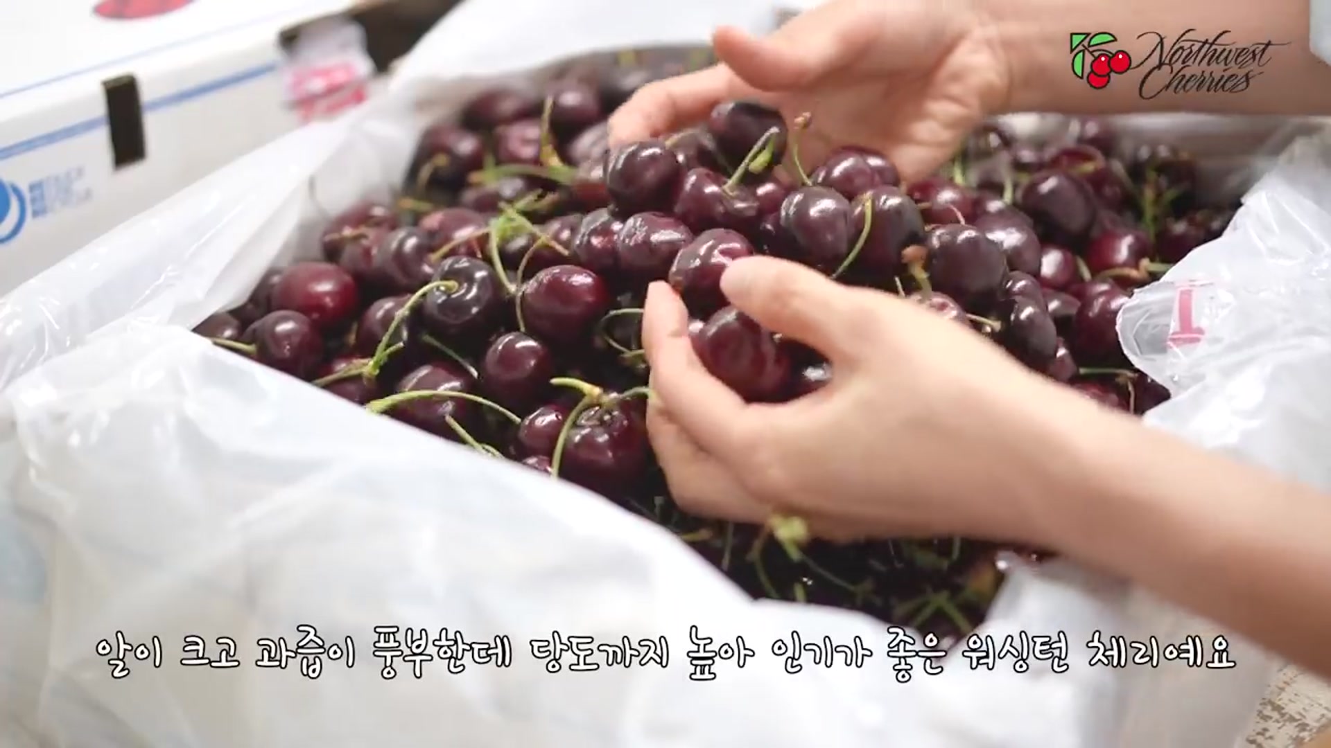 Video thumbnail for 미국 워싱턴 체리로 맛있는 카페 음료 만들기 _ 체리에이드_ 체리라떼_ 체리스무디 __ 지니 Jiny(720P_HD)