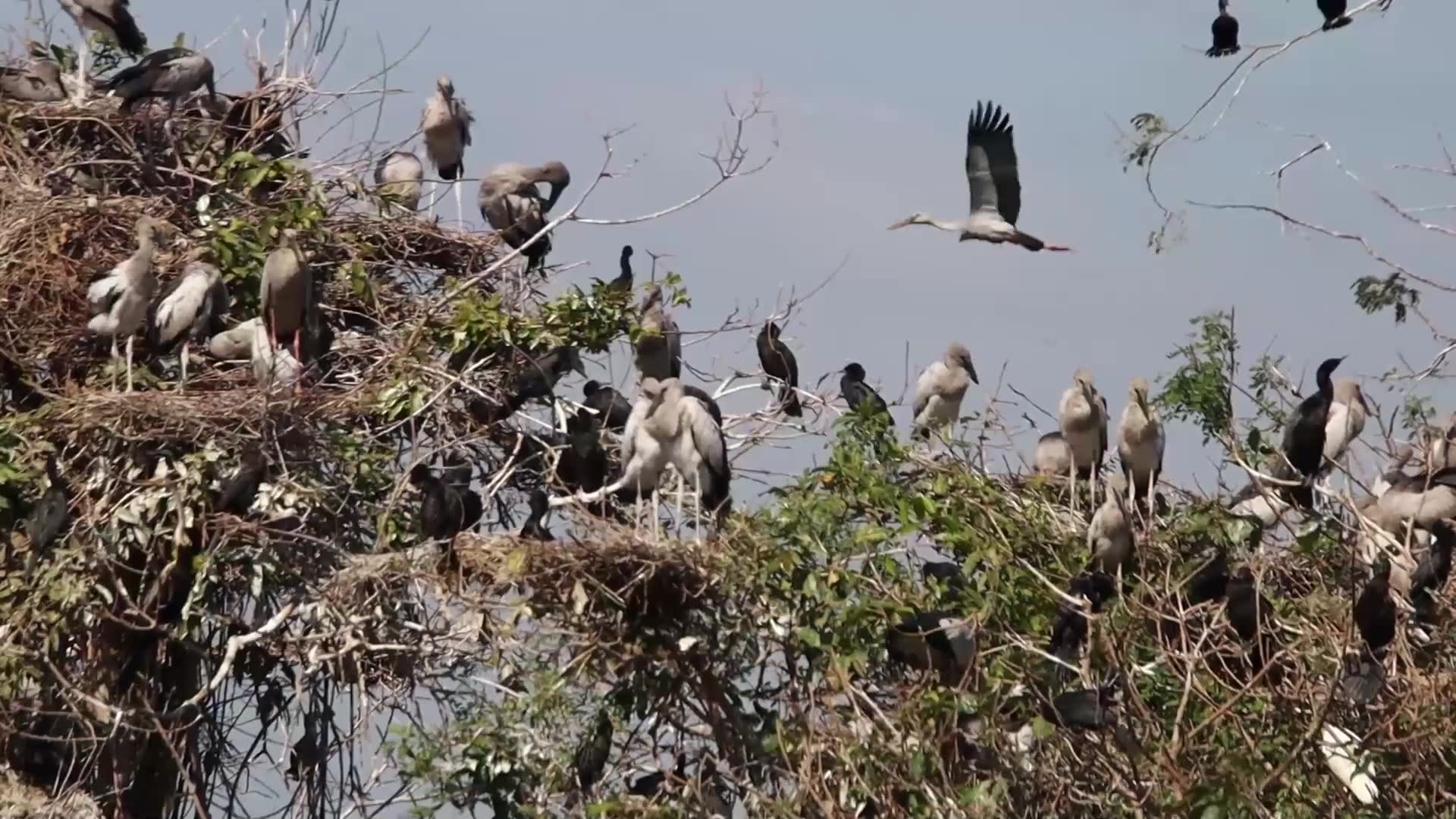 Video thumbnail for Crane wild birds alot here Hours #100018