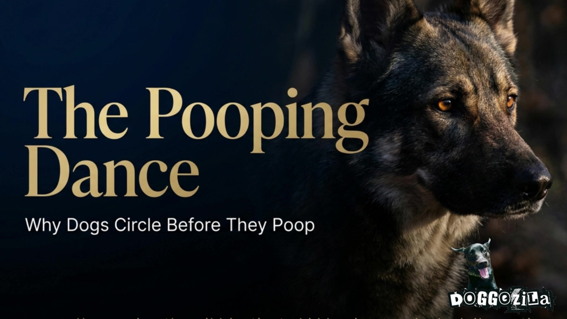 Video thumbnail for Why Do Dogs Spin in Circles Before Pooping?