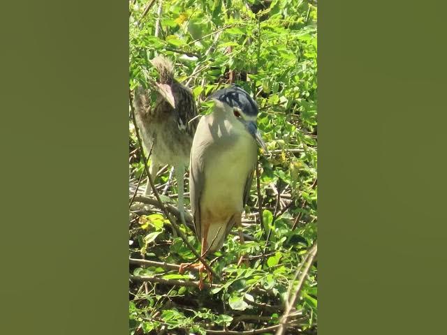 Video thumbnail for all baby birds sound at fields 1 5