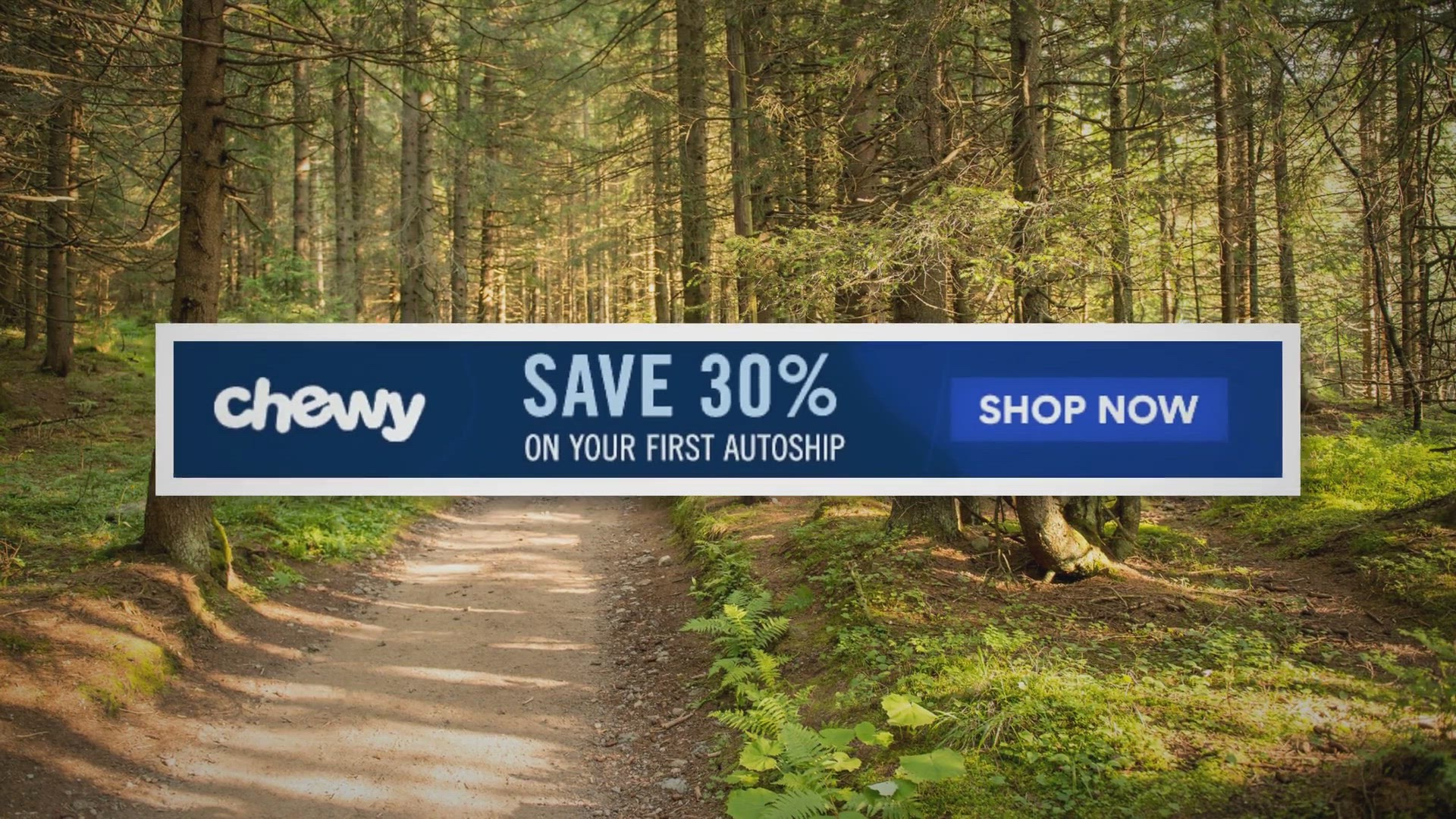 Video thumbnail for A Coyote Was Caught On Camera Breaking Into A House Where Several Beagles Live