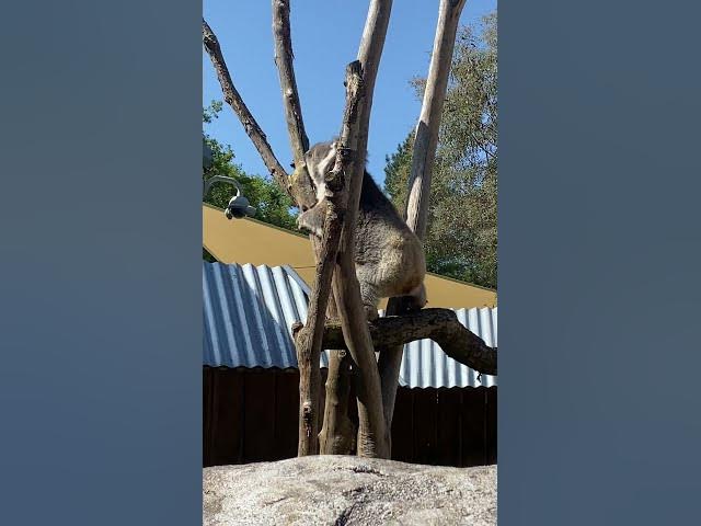 Video thumbnail for Koala at longleat part 2
