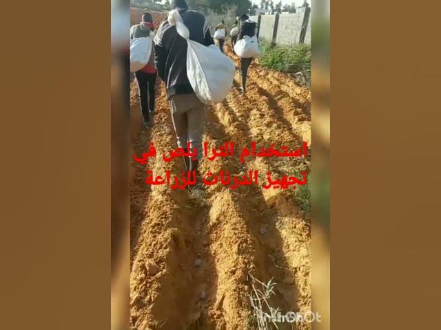 Video thumbnail for مجموعة المناصير معالجة درنات البطاطا قبل الزراعة الترا بلص مخصب طبيعي معزز للنمو الجذري مخصب وقائي