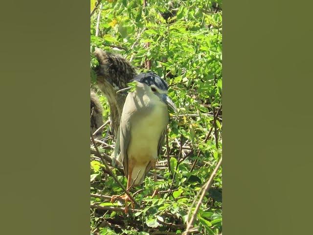 Video thumbnail for all baby birds sound at fields 1 4