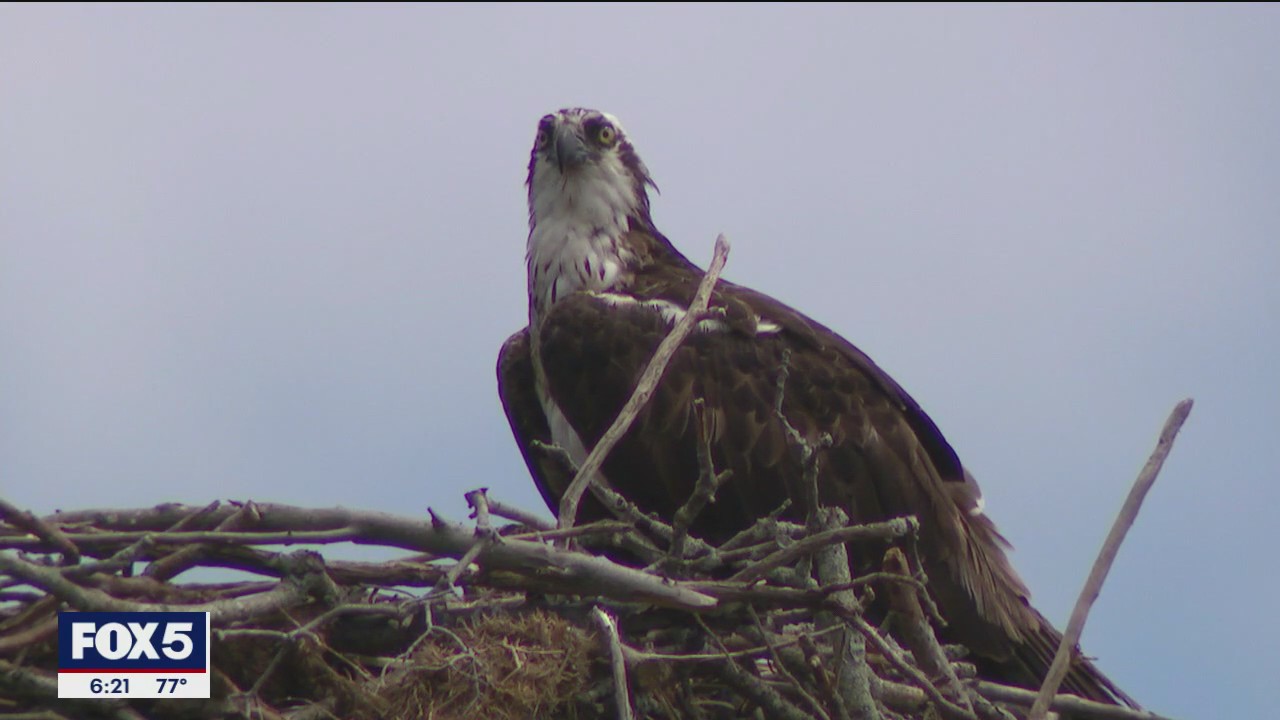 'Video thumbnail for Osprey population making comeback on Long Island'
