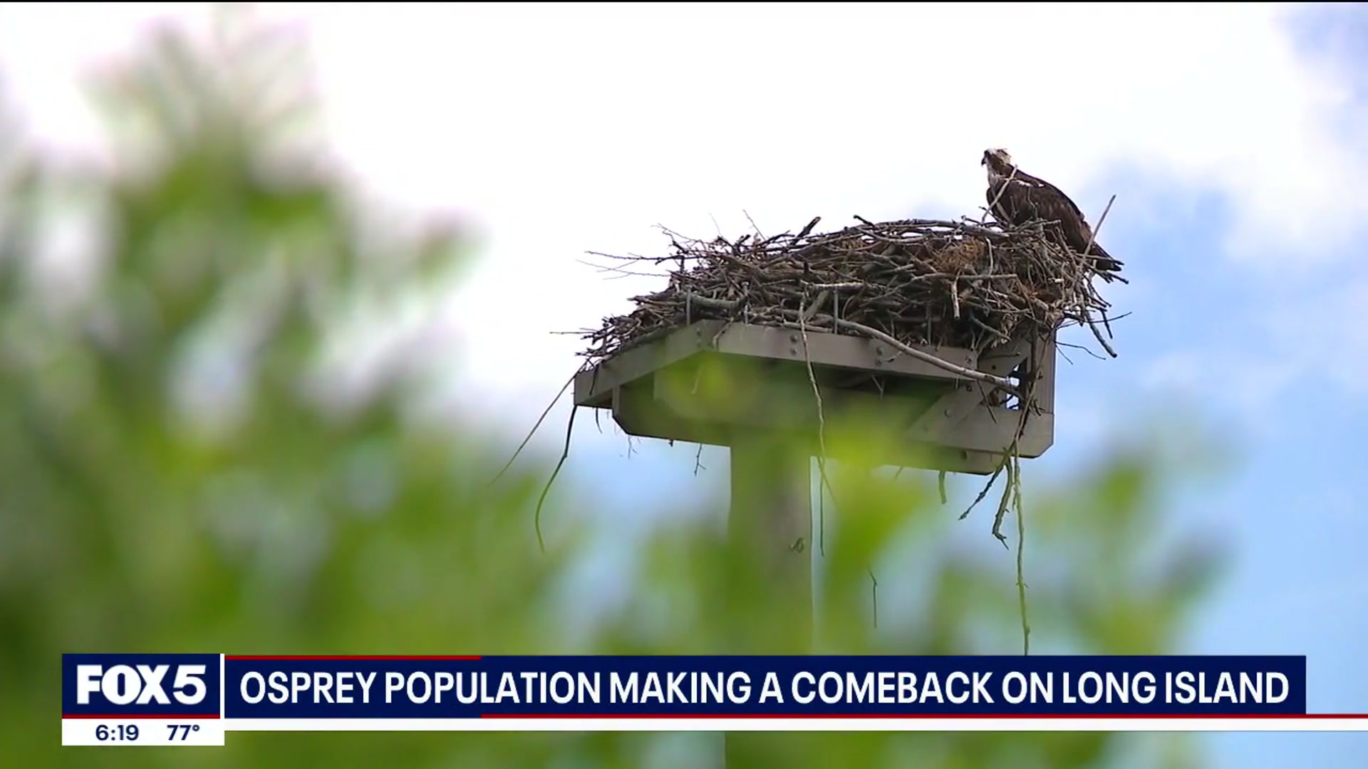 'Video thumbnail for Osprey population making comeback on Long Island'