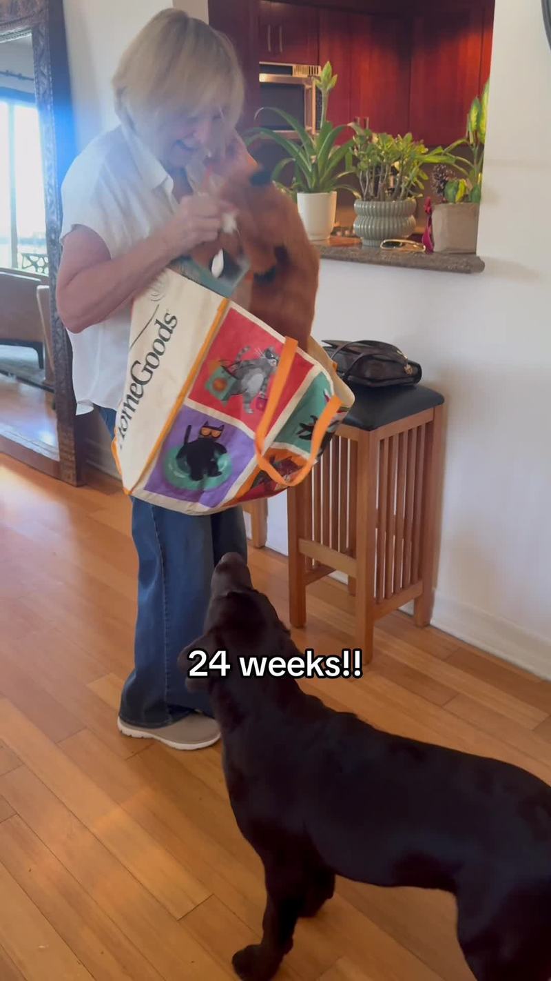 Video thumbnail for Tiny Puppy to Big Dog Meeting Grandparents Again