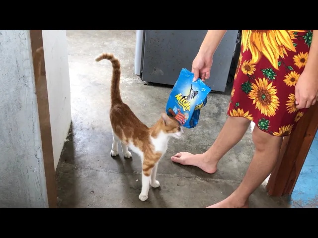 শপিং ব্যাগ না পেয়ে কাপড় হাতে হাঁটছেন এমপি রুমিন ফারহানা 7 dkd6rDWWk72 MDLQdi