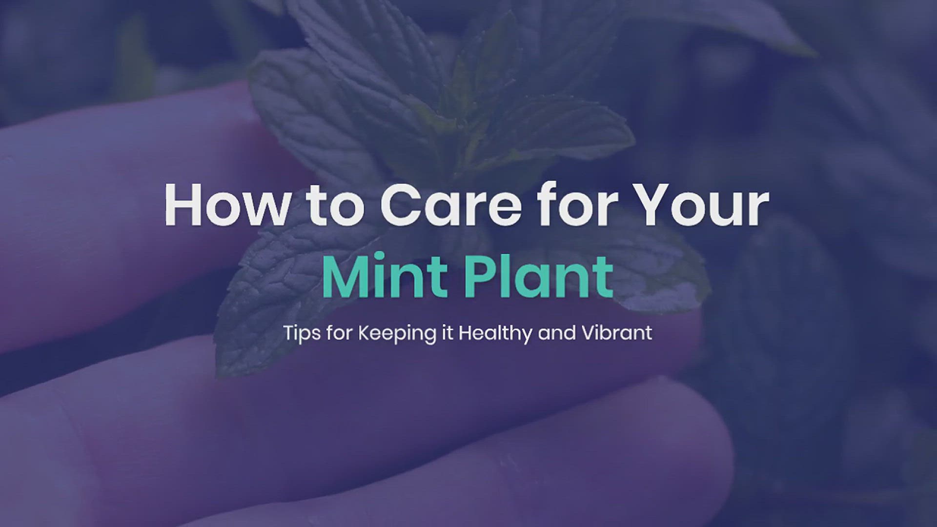 'Video thumbnail for How to Care for Mint Plant'