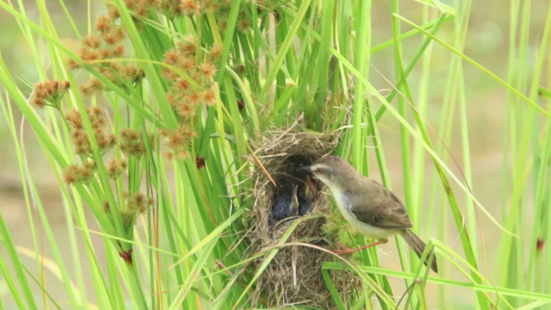 'Video thumbnail for Infron of lake, bird made nest on grass, after feed baby here'